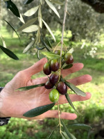 /album/galleria-foto-guarrelle/whatsapp-image-2025-10-12-at-15-25-14-jpeg/